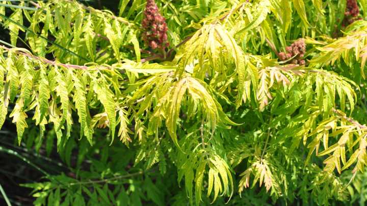 Dakota Gardener: Tiger Eyes®, a fall showstopper