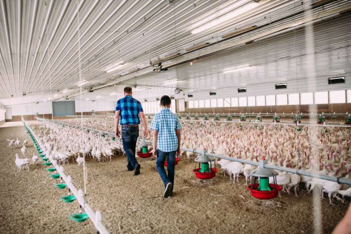 As avian influenza cases ramp up, experts caution the mixing of one flu with another
