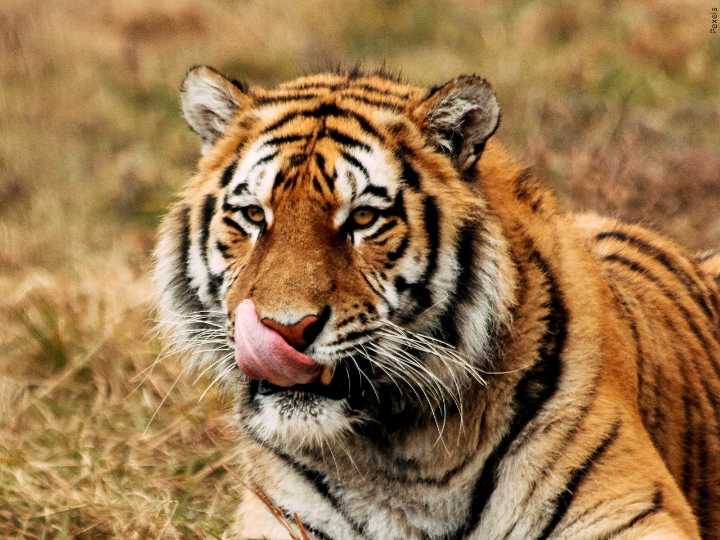 Tiger kills animal handler at wildlife preserve in Oklahoma