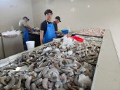 Ayuda inicio de zafra a bajar precio del camarón