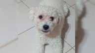 Se perdió Coco, un caniche blanco: su familia lo busca con desesperación