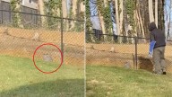 New York Man Spots A Strange Lump Near His Fence And Can’t Believe What It Really Is