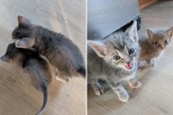 Orphaned Kittens With Amazing Size Difference Melt Hearts
