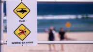 Un tiburón mata a un surfista en una playa de Sídney