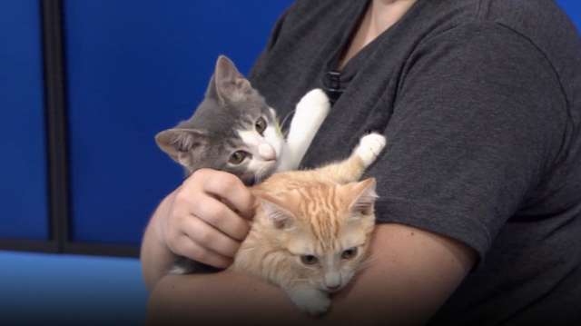 Noah and Bo Peep at Lake County Animal Services need a home