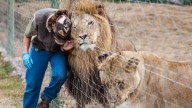 Trabajador de un zoológico es atacado por varios leones y muere frente a los turistas en Bangkok