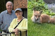Couple Goes Viral Feeding Fox Dinner Every Night (Exclusive)