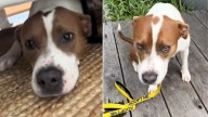 Georgia Pup’s First Day With Her Foster Mom Will Make You Believe In Love At First Sight