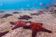 Asking Eric: Dad who leaves daughter unattended at his work is causing hurt feelings, and hurt sea life