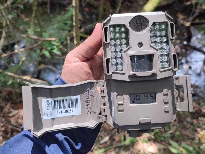 En Itagüí instalan nuevas cámaras para seguir de cerca a pumas, tigrillos y otras...