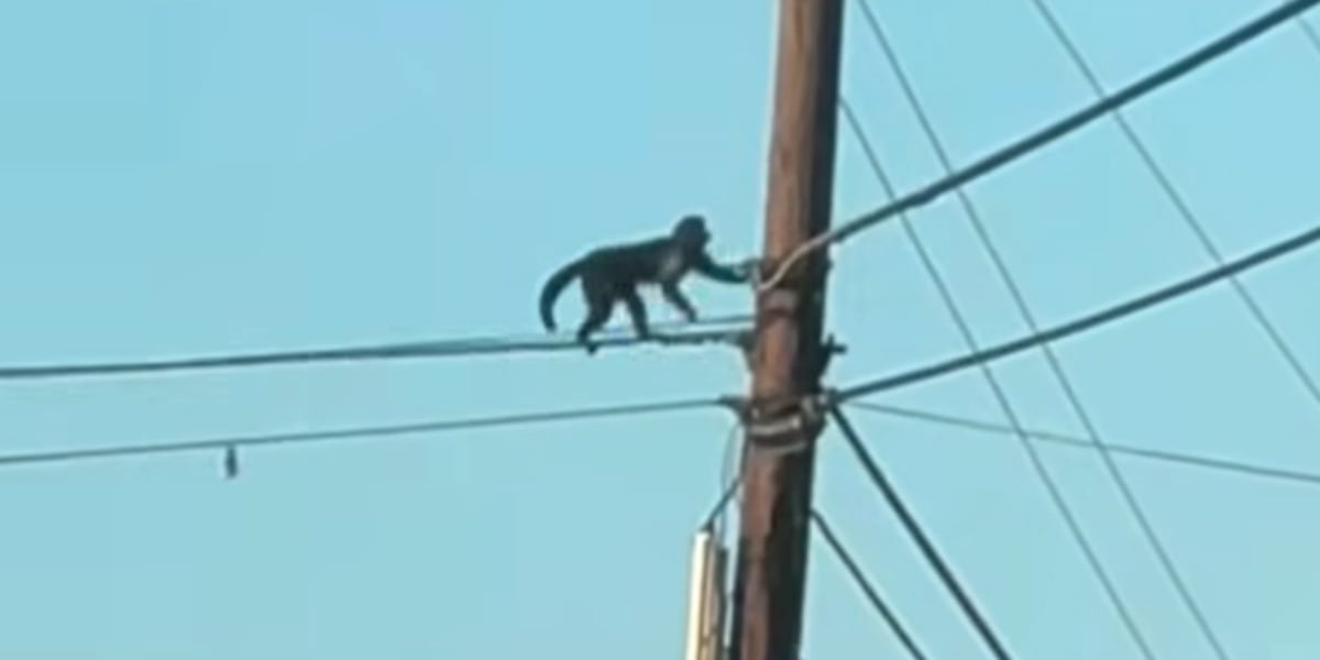 Monkey on the loose after escaping zoo in Iredell County