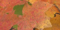 Northern Maine foliage nears peak color next week
