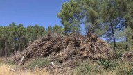Tras el incendio de Jarilla, Las Hurdes muestran el camino para recuperar el monte More