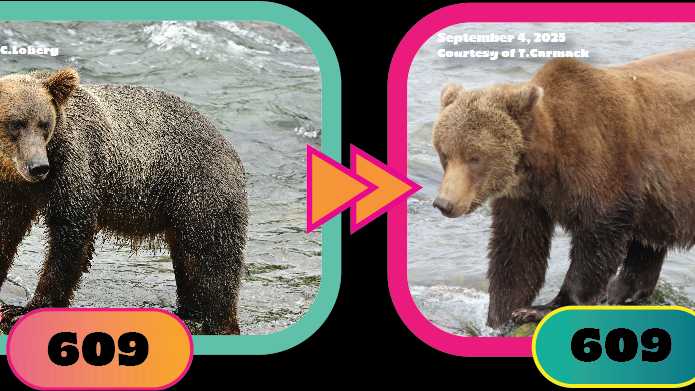 Fat Bear Week kicks off with buxom babes and up