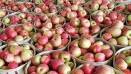 Want to go apple picking this fall? Try these great New Jersey spots