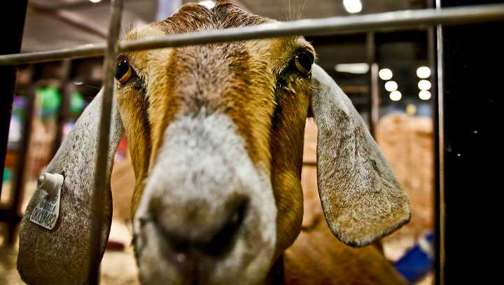 Oklahoma State Fair to opens with tributes, 11 things you shouldn't miss