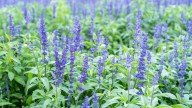 It's A No-Brainer To Plant This Stunning Perennial Next To Salvia In Your Garden