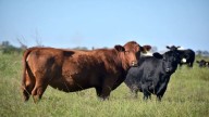 "Tenemos los mismos millones de cabezas de ganado que en 1980, pero casi el doble de habitantes”