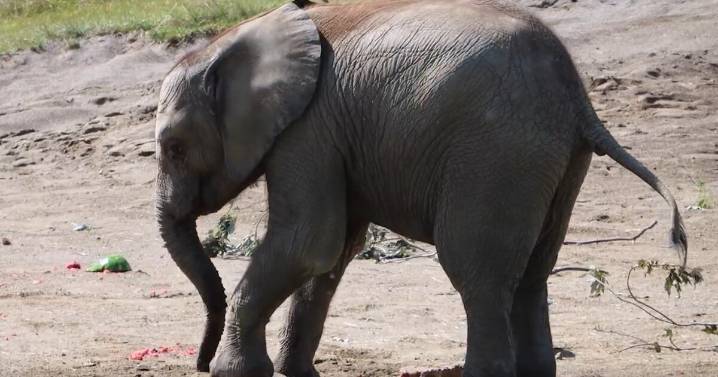 Indianapolis Zoo elephant Jabari celebrates second birthday