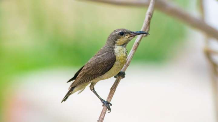 17 Pretty Late Summer & Fall Flowers You'll Want To Plant To Attract Hummingbirds