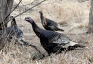 Gobble up excitement at Allenspark’s new Wild Turkey Festival