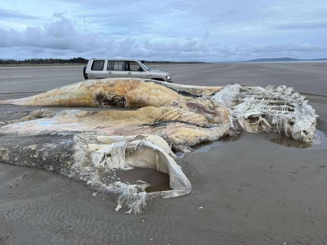 Giant mystery creature washes up on Wales beach