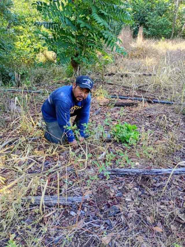 Destinan más de 8 mil árboles para reforestación de San Juan Cotzocón