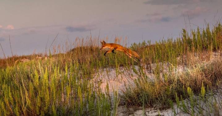 Dauphin Island fox fight heading to trial