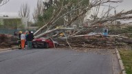 Tragedia en Maipú: un árbol cayó sobre un auto y mató a un hombre
