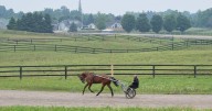 Photo feature: A summer morning at Fellows farm