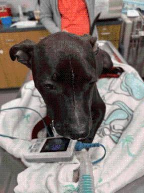 Puppy Rescued After Police Chase Ends in Submerged Truck