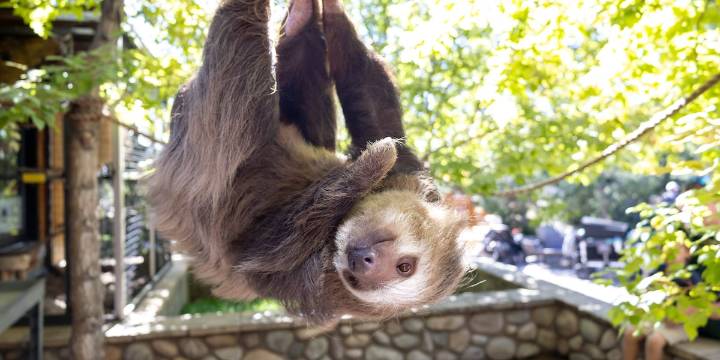 Cheyenne Mountain Zoo’s beloved two-toed sloth, Bean, passes away
