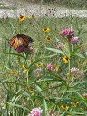 How to start a pollinator patch in your Northeast Ohio garden