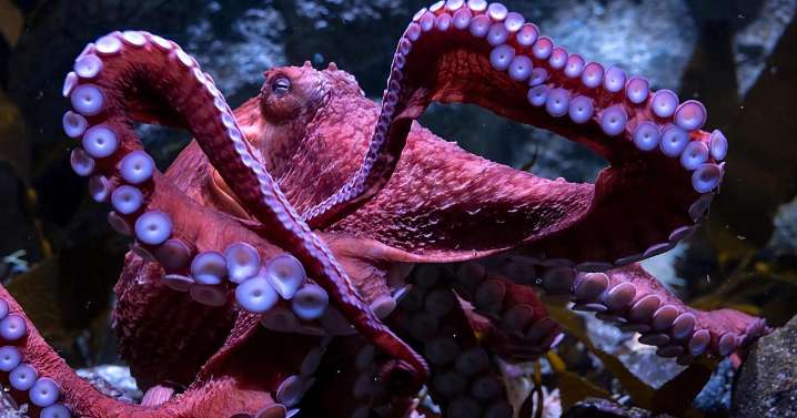 Conmoción por la inminente muerte de un pulpo que cuida sus huevos en un acuario de EE.UU.