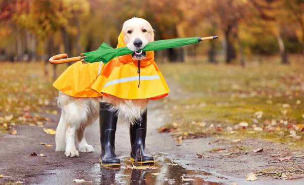 Lluvia en La Plata: qué dice el pronóstico para este martes y cuándo vuelve el frío