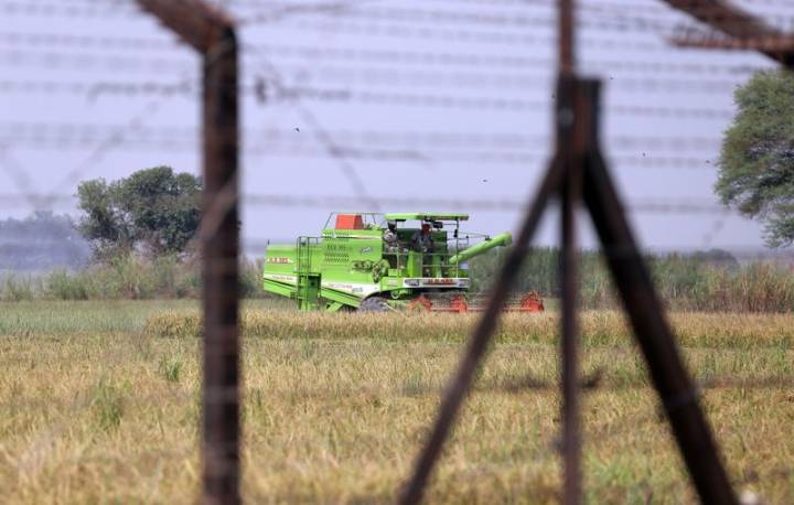 Farmers upset as wild boars from across border damage crops