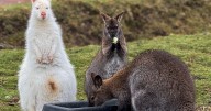 Auchingarrich Wildlife Park addresses allegations and cites "misinformation"