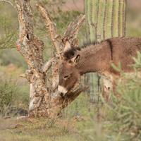 Feral burros disrupt Sonoran Desert balance, says AZGFD study
