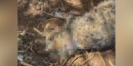 Cats found dead in apparent shootings on Oahu