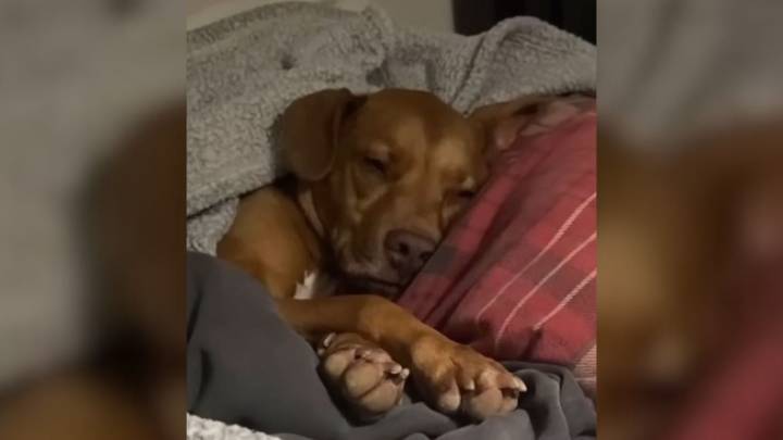 South Carolina Man Adopts A Shelter Dog Abandoned In A Cornfield, But Later Came The Shock
