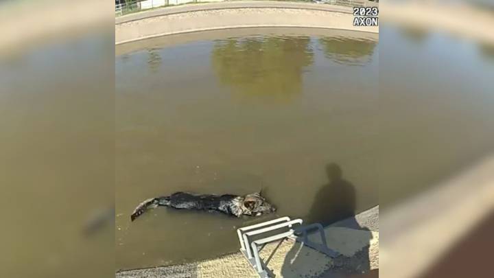 Arizona Police Use Homemade Muffins In Clever Rescue Of Canal