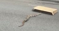 Terrifying moment huge boa constrictor slithers across UK street