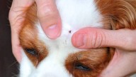 ¿Sabes cuáles son los síntomas de la Rickettsia? Esto es lo que debes tener en cuenta