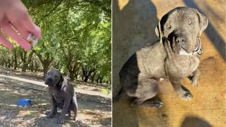 Oregon Dog Found Curled On A Mattress In The Woods Finally Learns What Love Feels Like