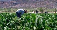 As residents leave, immigrant labor remains central to New Mexico’s workforce, experts say