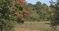 Warm weather should bring vibrant fall colors to the Chippewa Valley