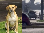 Indignación por nuevo caso de maltrato animal en Nancagua: sujeto amarró a un perro y lo arrastró en su vehículo