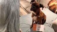 Mujer pasaría 6 años en la cárcel por culpa de su perro en Estados Unidos: esta es la insólita historia