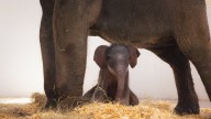 Fort Worth Zoo debuts first Asian elephant calf since 2013