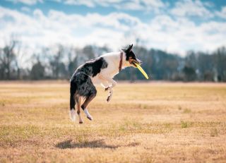 7 Things to Do to Make Your Dog Love You Even More